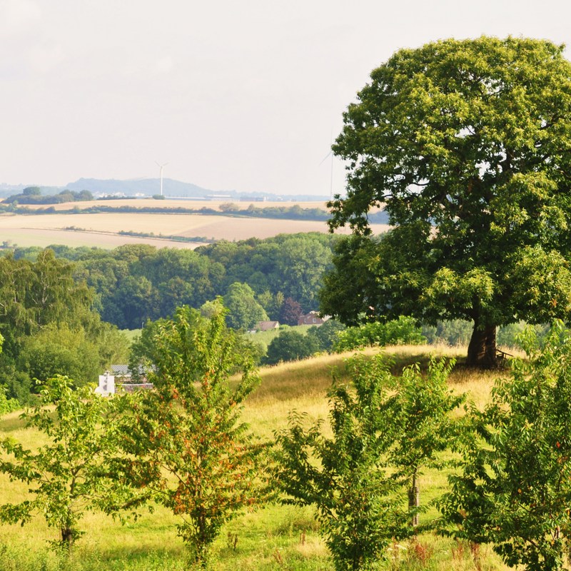 Diverse groene bomen met landschap bij de Vaalserberg