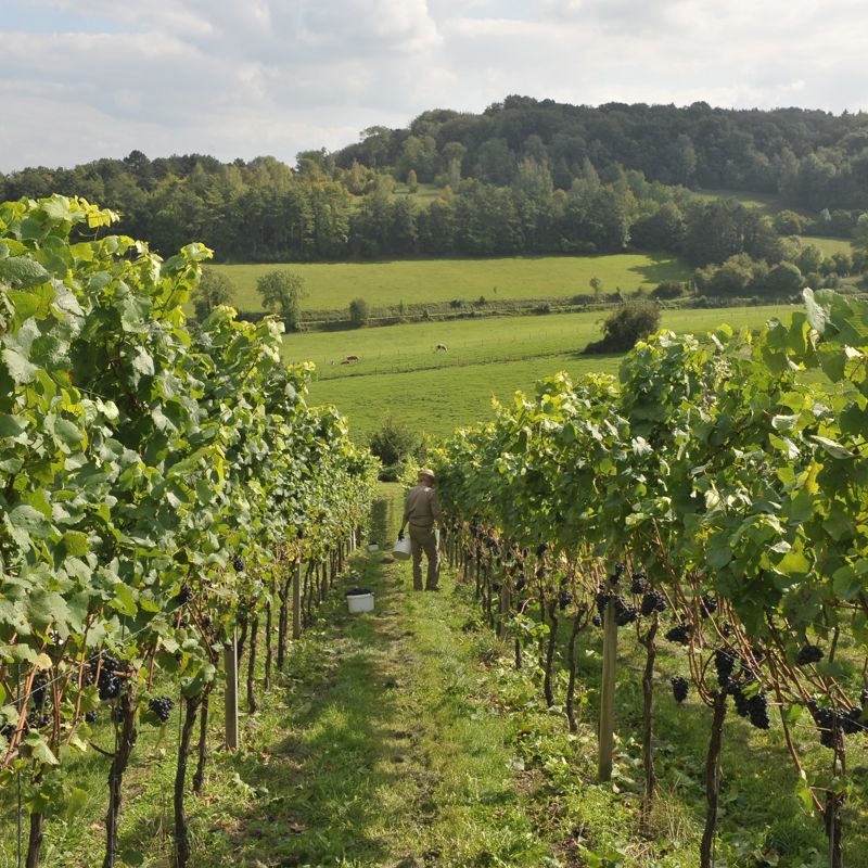 Man loopt door een wijngaard met druiven