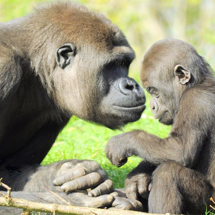 Aap kijkt naar baby aap in Gaia Zoo