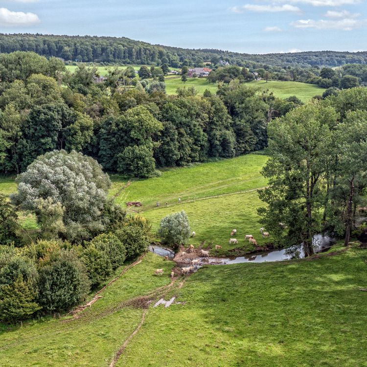 Luchtfoto waarop koeien rondom de Geul zijn te zien, in een groene omgeving en heuvels op de achtergrond. 