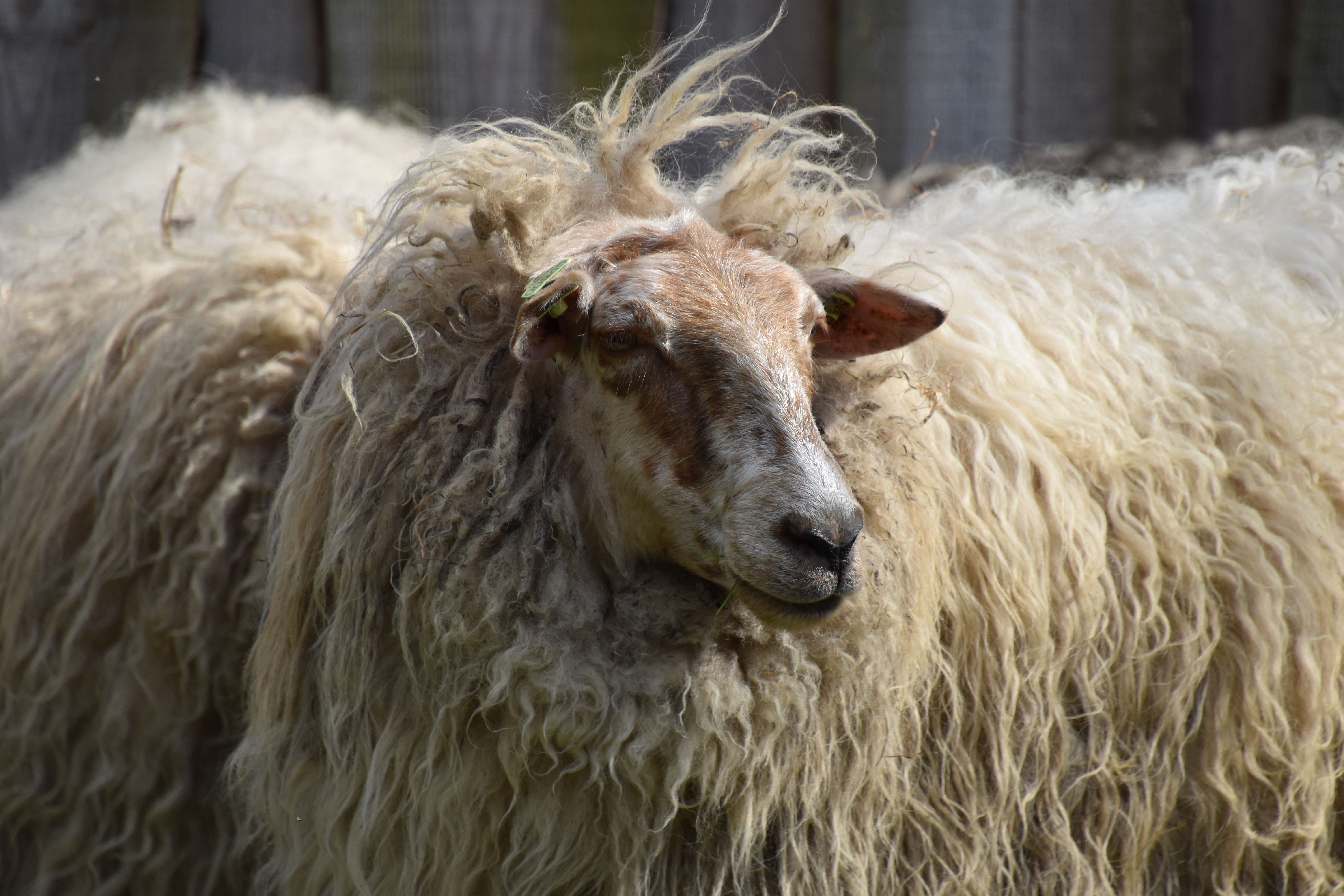Schapen Scheren bij Kasteelpark Born