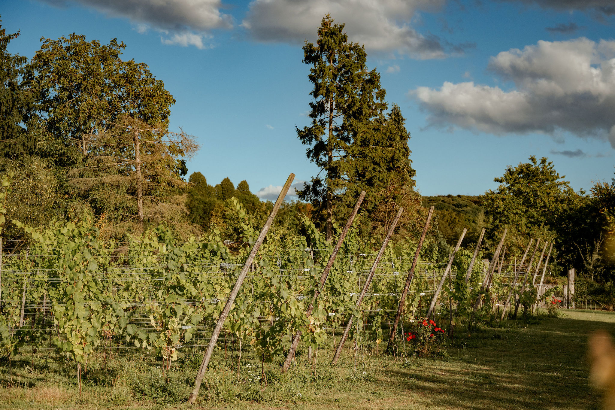 Wijndomein Riesenberg - Locatie Petite Alsace