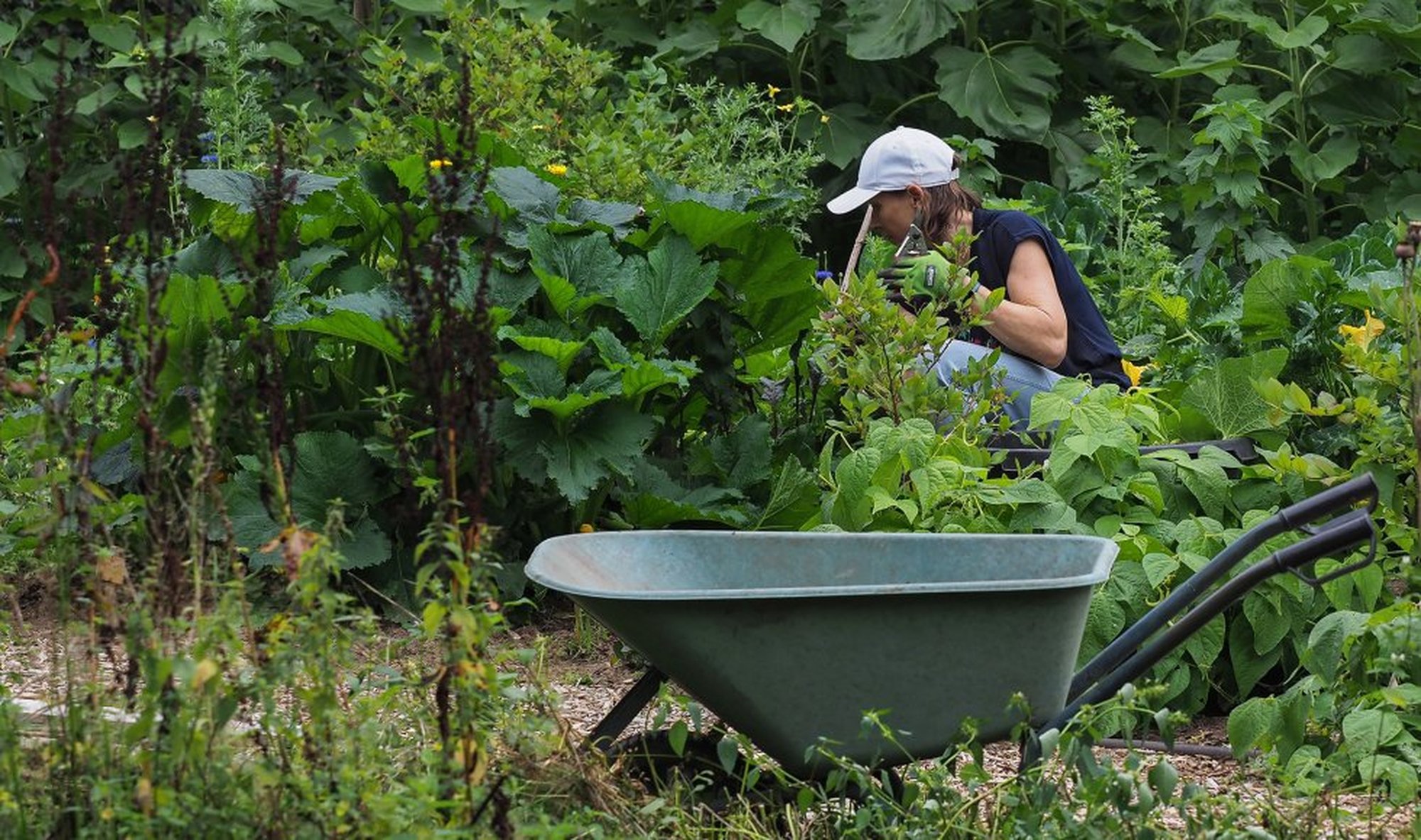 Open tuin De Grenstuin tijdens Ecotuindagen
