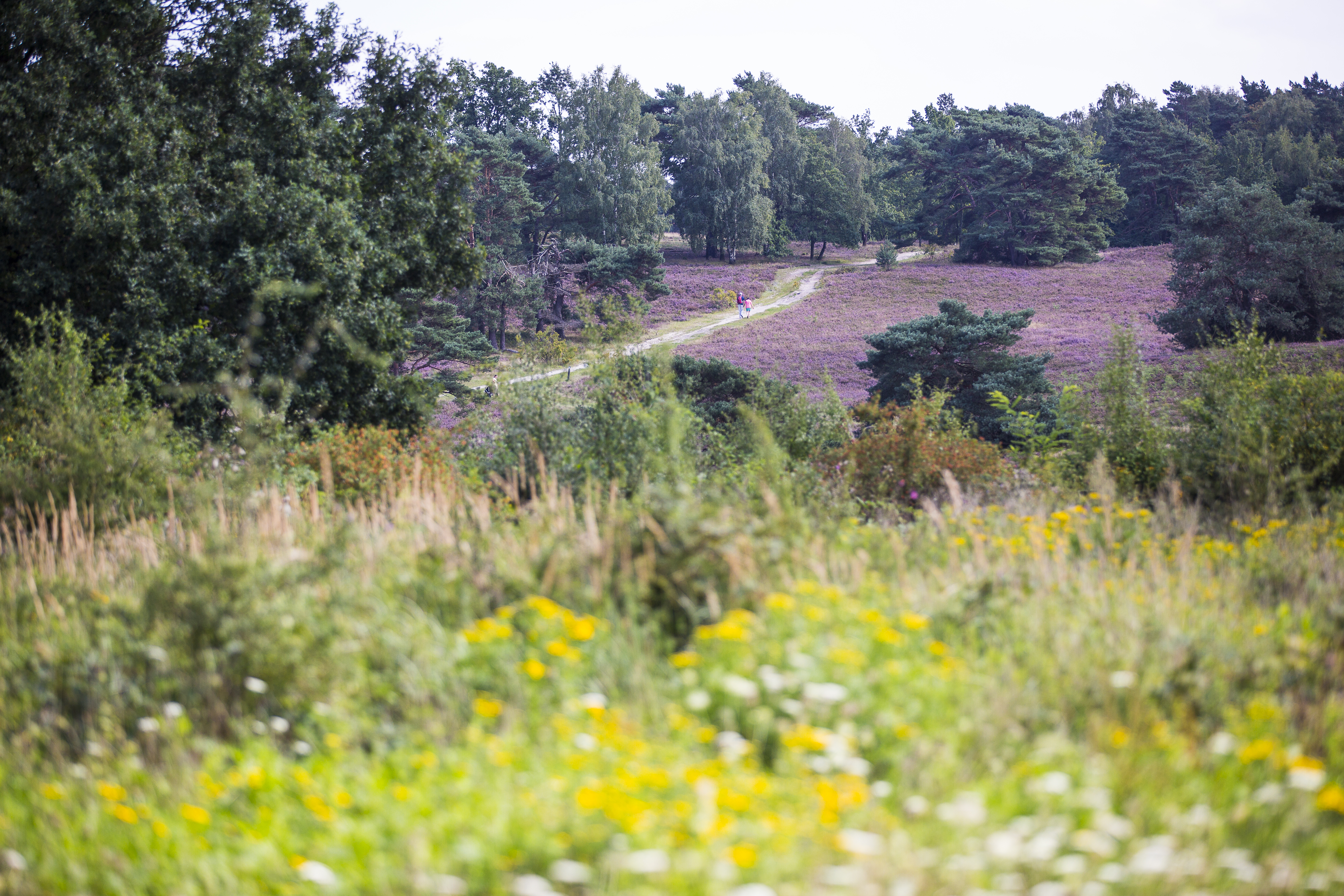 Brunssummerheide & Roode Beek Brunssum
