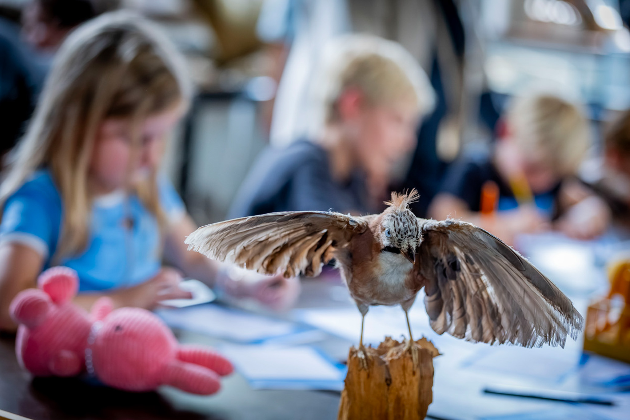 Herfstvakantie in het Natuurhistorisch Museum Maastricht - Paleopuzzel