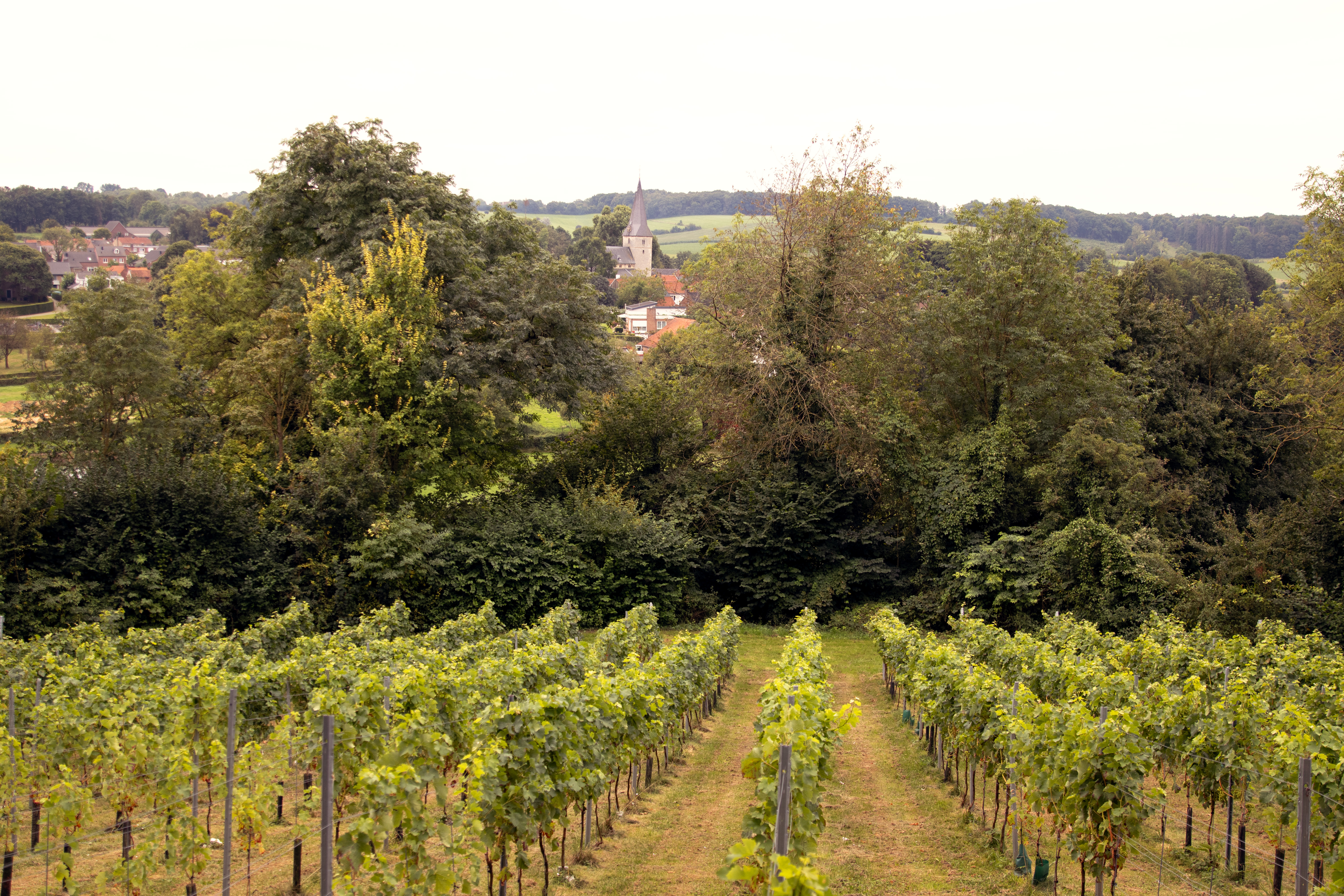 Wijngaard Bergenhoezeberg